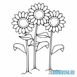 Раскраска три подсолнуха