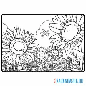 Раскраска подсолнух в полях