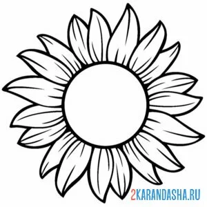 Раскраска подсолнух только расцвел