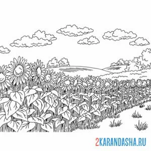 Раскраска поле полное подсолнухов