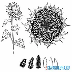 Раскраска подсолнух все фазы