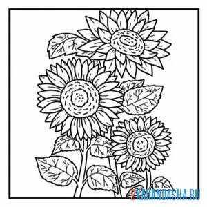 Раскраска подсолнухи