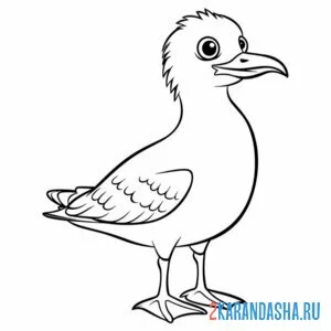 Раскраска птица чайка