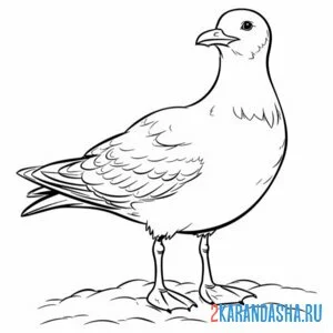 Раскраска живая чайка
