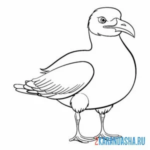 Раскраска птичка чайка