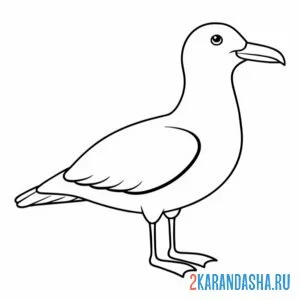 Раскраска чайка сбоку