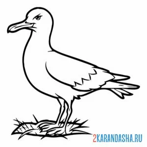 Раскраска чайка на травке