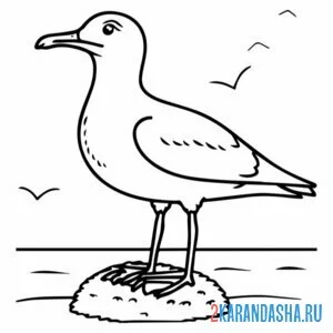 Раскраска чайка на камне