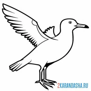 Раскраска чайка взлетает