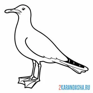 Раскраска чайка стоит