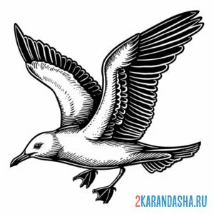 Раскраска настоящая чайка