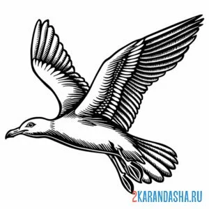Раскраска чайка в полете фото