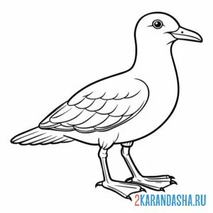 Раскраска курлы чайка