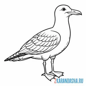 Раскраска чайка известная птица