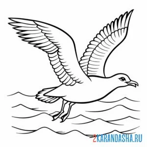 Раскраска морская чайка