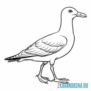 Раскраска чайка шагает