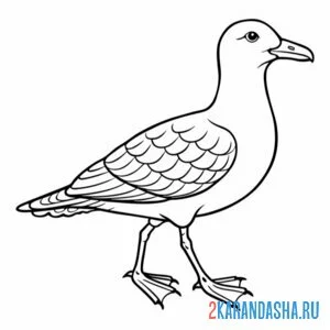 Раскраска идет чайка