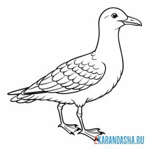 Раскраска альбатрос