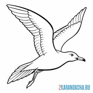 Раскраска полет чайки