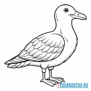 Раскраска толстая чайка