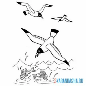 Раскраска чайки нашли едц