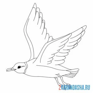 Раскраска чайка крылья