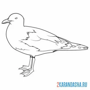 Раскраска альбатрос птица