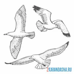 Раскраска три чайки