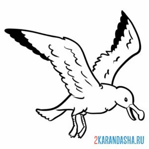 Раскраска чайка кричит