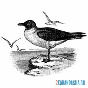 Раскраска чайка на берегу