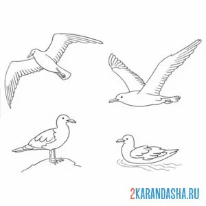 Раскраска четыре чайки