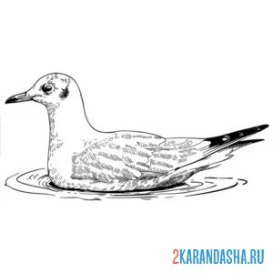 Раскраска чайка сиди на воде