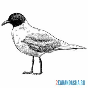 Раскраска черноголовая чайка