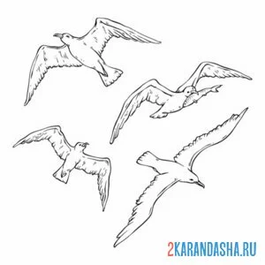 Раскраска полет чаек