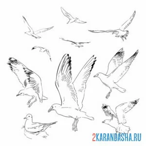 Раскраска чайки