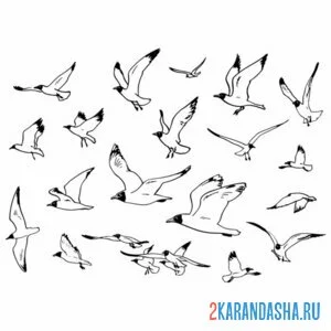 Раскраска много чаек