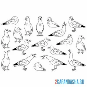 Раскраска чайки на выбор