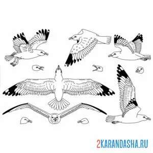 Раскраска выбери чайку