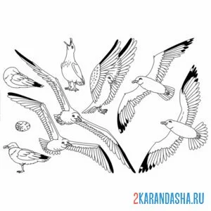 Раскраска разнообразие чаек