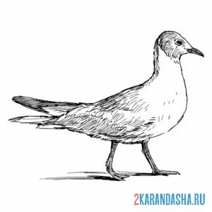 Раскраска чайка гуляет