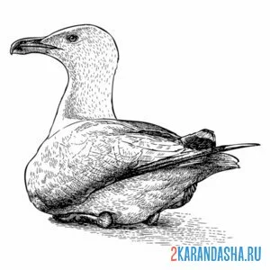 Раскраска чайка присела