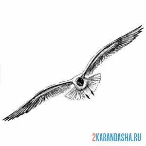 Раскраска чайка раскрыла крылья