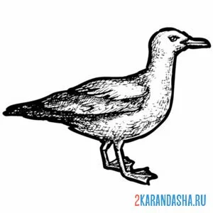 Раскраска жирная чайка