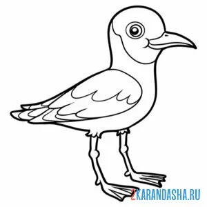 Раскраска чайка черноголовая