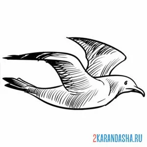 Раскраска птица чайка полет