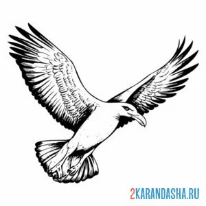 Раскраска большие крылья чайки