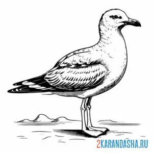 Раскраска чайка дзен