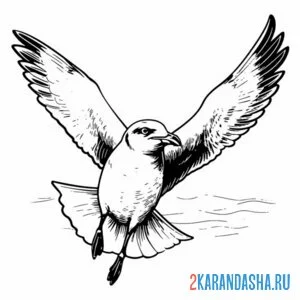 Раскраска чайка вид спереди