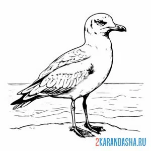 Раскраска чайка берег воды