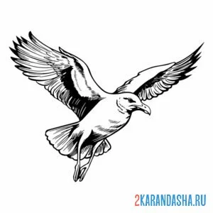 Раскраска чайка красиво летит